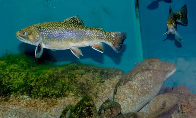 1024px-Salvelinus_fontinalis_Prague_Vltava_2