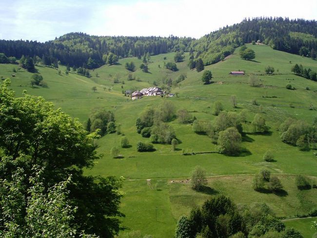 800px-Schwarzwald_1