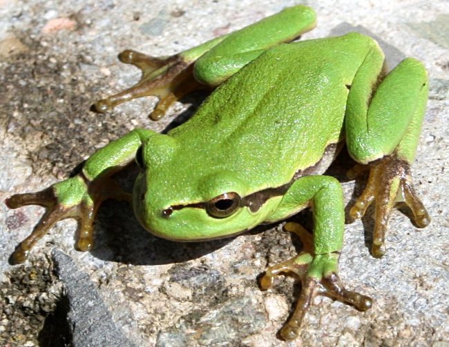 Laubfrosch_Macro