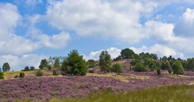Wilseder_Berg_006
