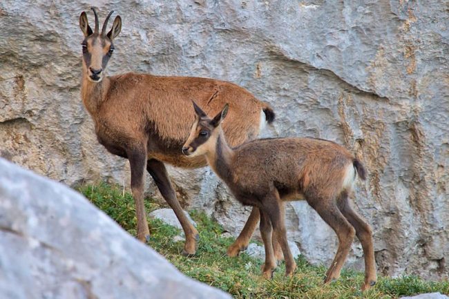 chamois