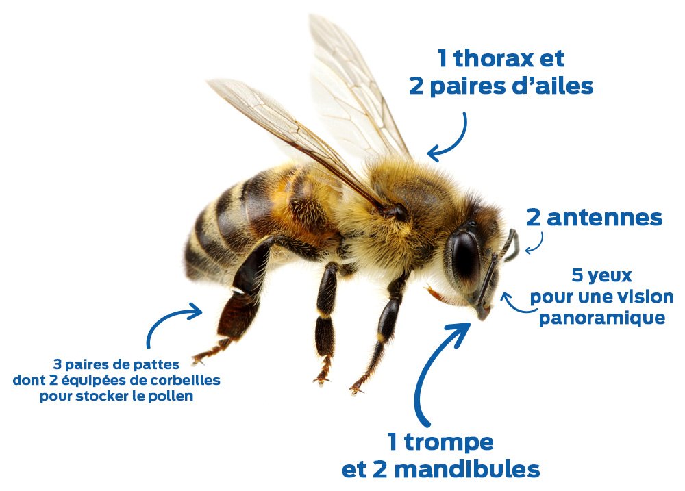 abeille