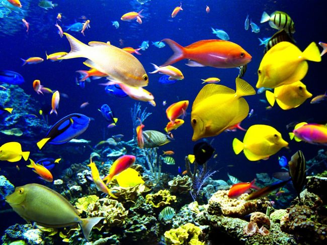 Poissons_40_1600x1200