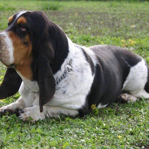 basset