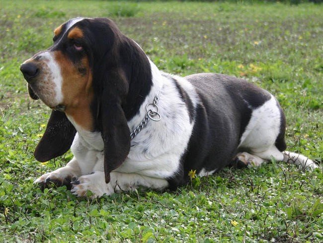 basset
