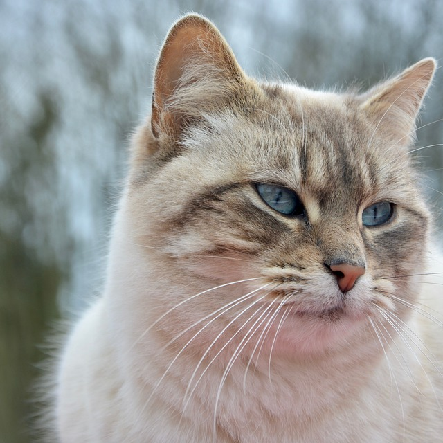 chat