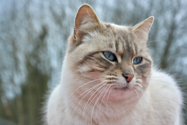 chat