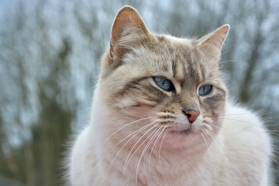 chat