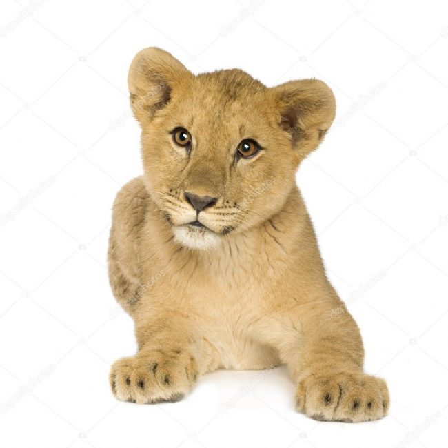 lionceau