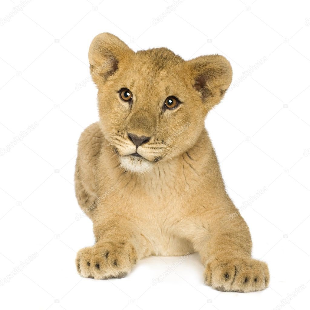 lionceau