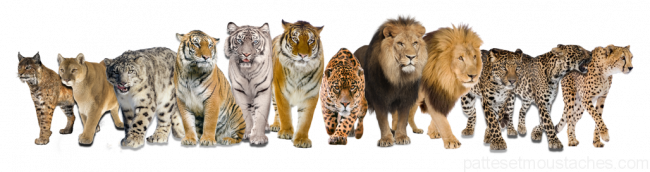 Tous-les-felins_resultat-1030×272