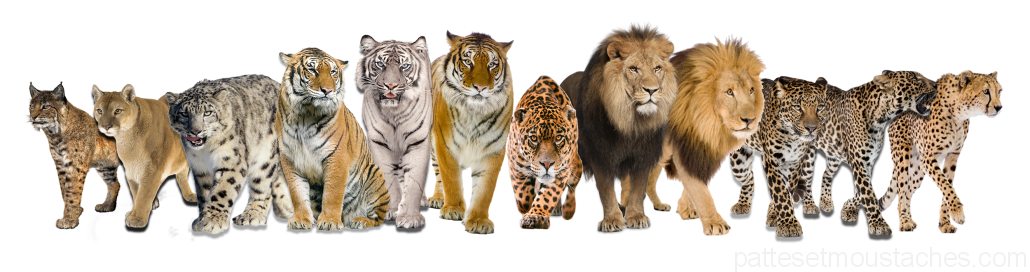 Tous-les-felins_resultat-1030×272