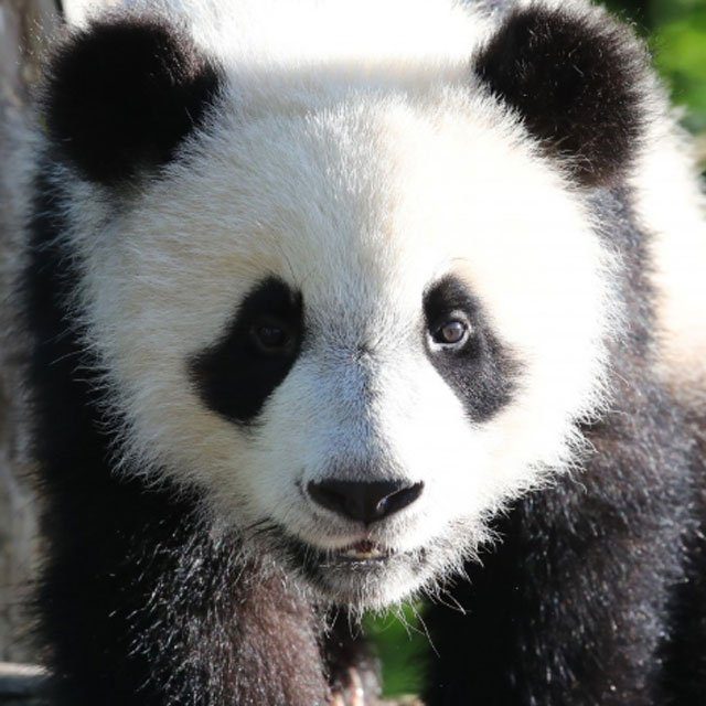 Zoo-de-Beauval-le-bebe-panda-Yuan-Meng-fetera-samedi-sa-1ere-annee
