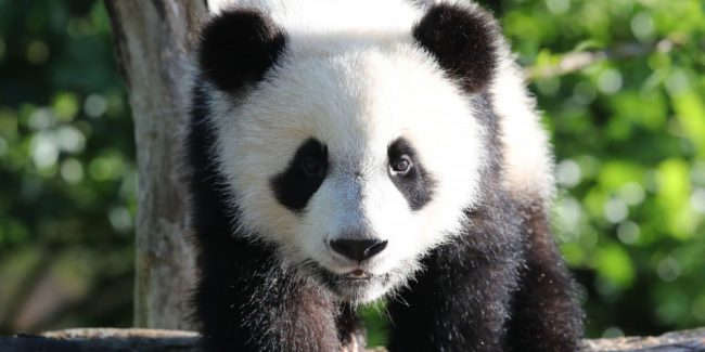 Zoo-de-Beauval-le-bebe-panda-Yuan-Meng-fetera-samedi-sa-1ere-annee
