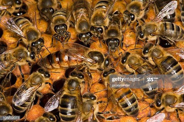 abeilles