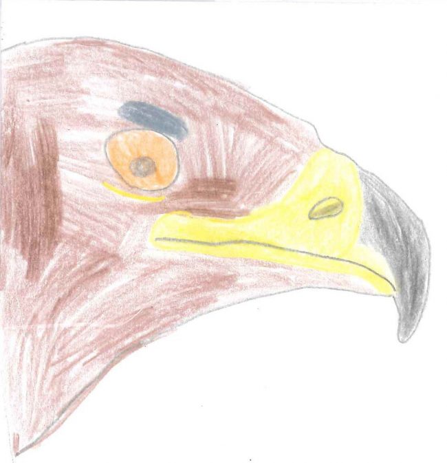 dessin aigle