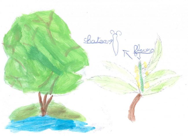le-saule