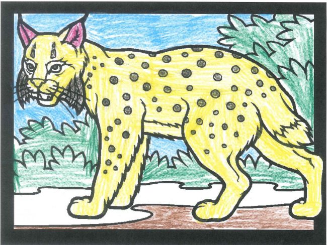 coloriage lynx2