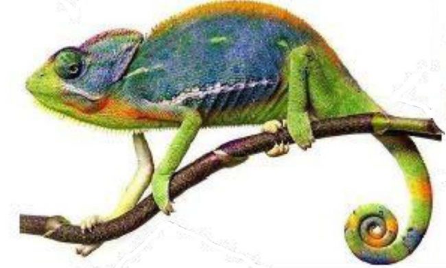 caméléon