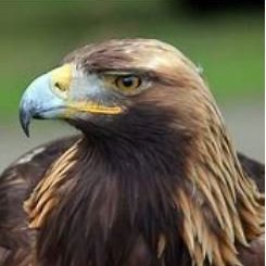 aigle2