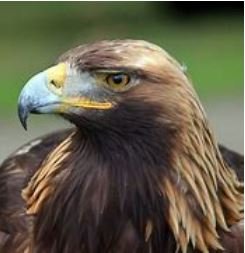 aigle2